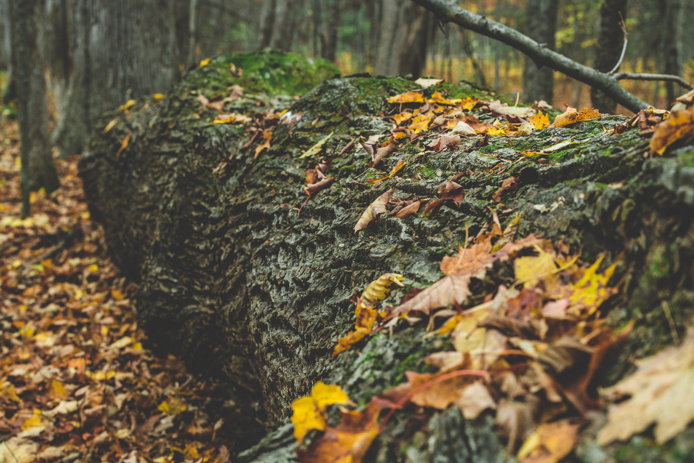Fall Home Decor Collection – Cozy Seasonal Accents | Heartland Store MN