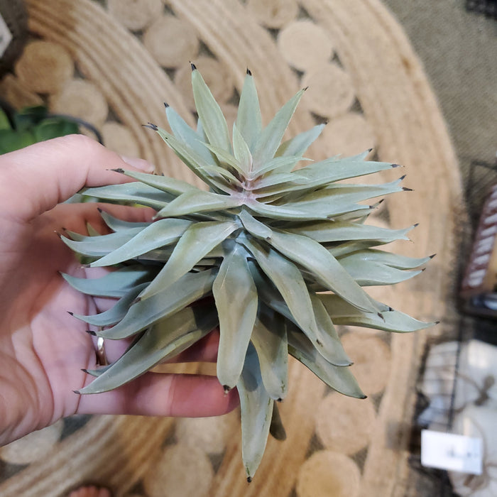 Artificial Succulents