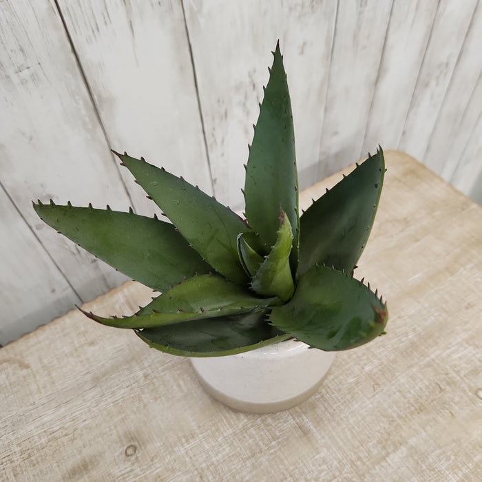 Faux Aloe Plant 15.5"